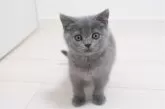 ブリティッシュショートヘア【奈良県・女の子・2024年5月31日・ブルー】の写真2