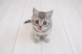 ブリティッシュショートヘア【奈良県・男の子・2023年8月19日・ブルーティックドタビー】の写真3