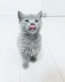 ブリティッシュショートヘア【奈良県・男の子・2022年8月7日・ブルー】の写真3