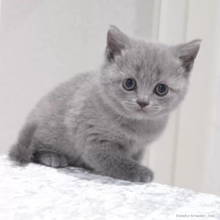S.O 様のお迎えした子猫