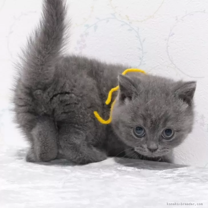 ID:2505-02565の子猫