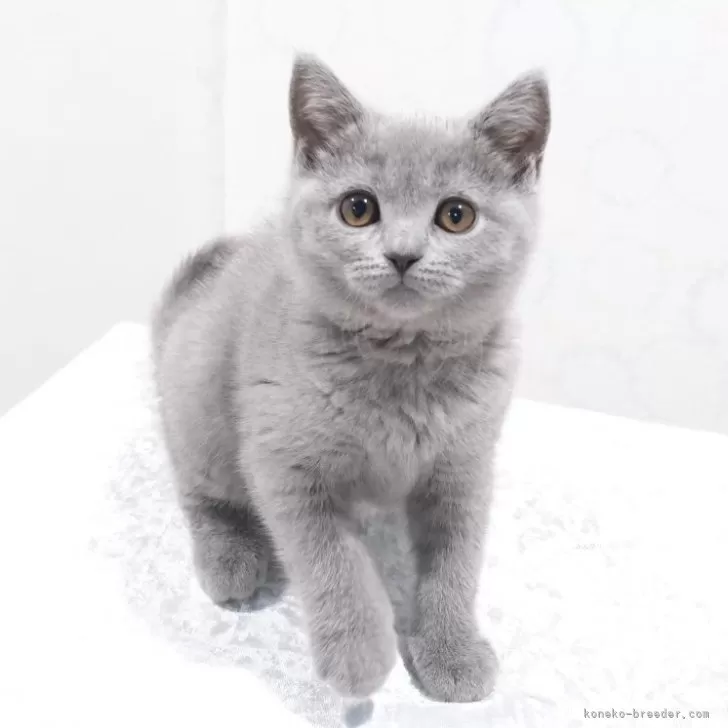 K.N 様のお迎えした子猫