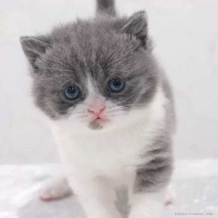 ID:2502-02309の子猫