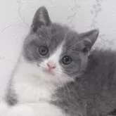 ブリティッシュショートヘア