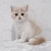 ブリティッシュショートヘア