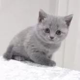 ブリティッシュショートヘア