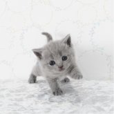 ブリティッシュショートヘア