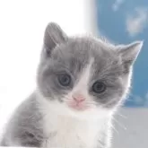 ブリティッシュショートヘア