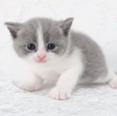 ブリティッシュショートヘア