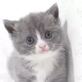ブリティッシュショートヘア