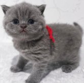 ブリティッシュショートヘア