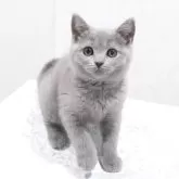 ブリティッシュショートヘア