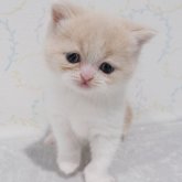 ブリティッシュショートヘア