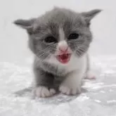 ブリティッシュショートヘア