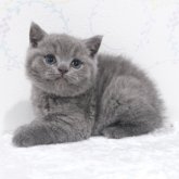 ブリティッシュショートヘア