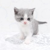 ブリティッシュショートヘア