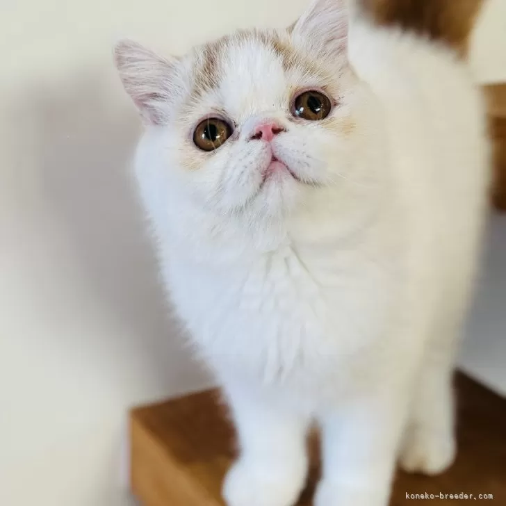 ID:2406-01626の子猫