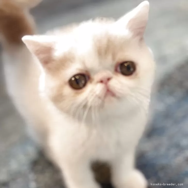 エキゾチックショートヘア【愛知県・女の子・2025年8月4日・クリーム&amp;ホワイト】の写真1「垂れ目さんのゴロゴロが止まらない女の子です💕」