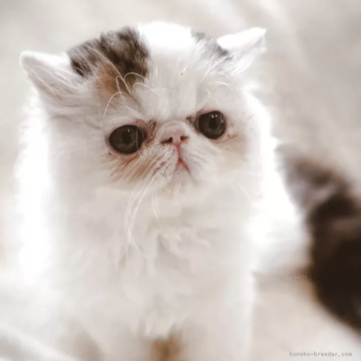 エキゾチックロングヘア【愛知県・男の子・2025年7月21日・ブラウンタビー&amp;ホワイト】の写真1