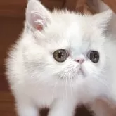エキゾチックショートヘア