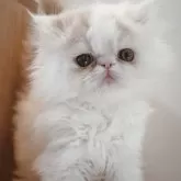 エキゾチックロングヘア