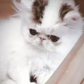 エキゾチックショートヘア