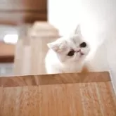 エキゾチックショートヘア【愛知県・女の子・2025年8月4日・クリーム&ホワイト】の写真2「この子も抱っこ大好き💕」