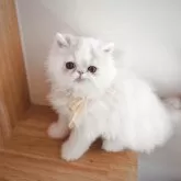 エキゾチックロングヘア【愛知県・男の子・2025年8月4日・クリーム&ホワイト】の写真2「お顔からも甘えん坊さんが伝わります」