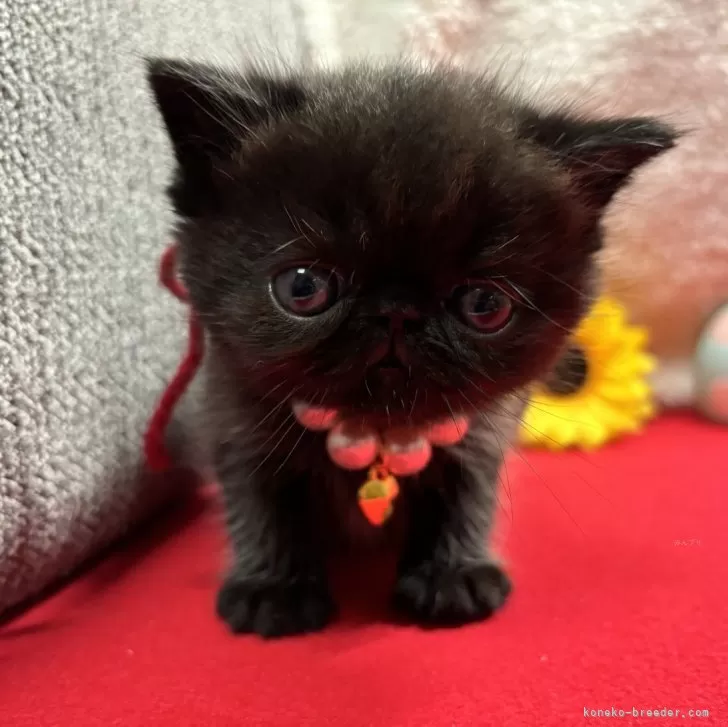ID:2406-01201の子猫