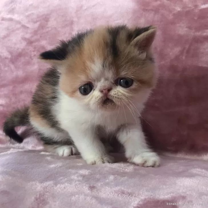 ID：2312-02747の子猫