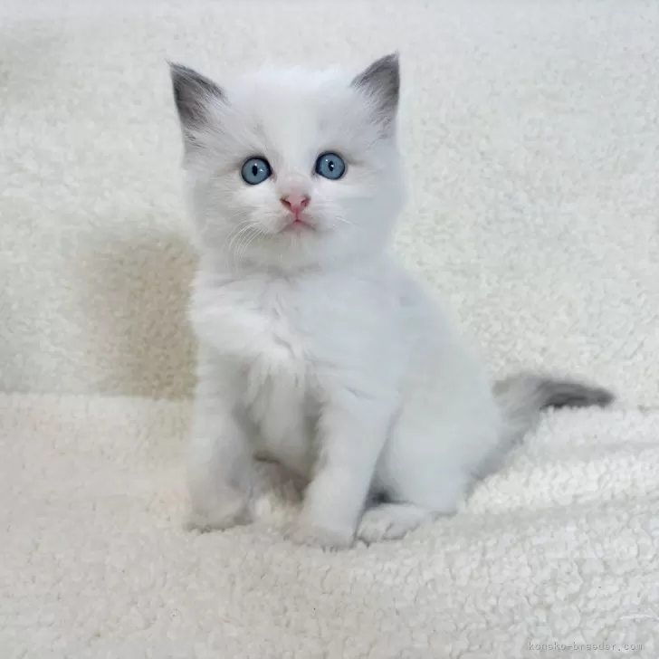 ID：2410-01790の子猫