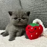 エキゾチックショートヘア【宮崎県・男の子・2024年5月17日・ブルー】の写真1