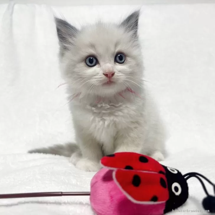 K.T 様のお迎えした子猫
