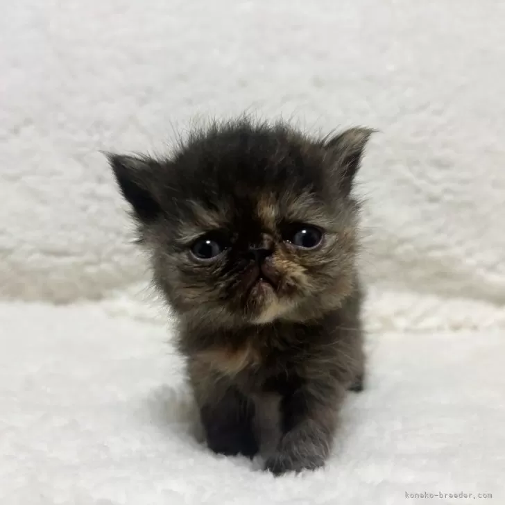 ID：2504-01659の子猫