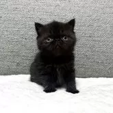 エキゾチックショートヘア