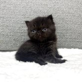 エキゾチックショートヘア