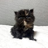 エキゾチックショートヘア