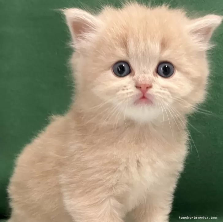 Y.I 様のお迎えした子猫