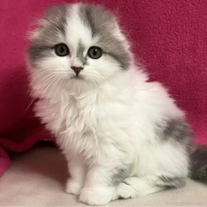 ID:2407-01460の子猫