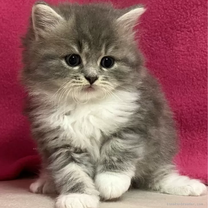 ID：2405-00332の子猫