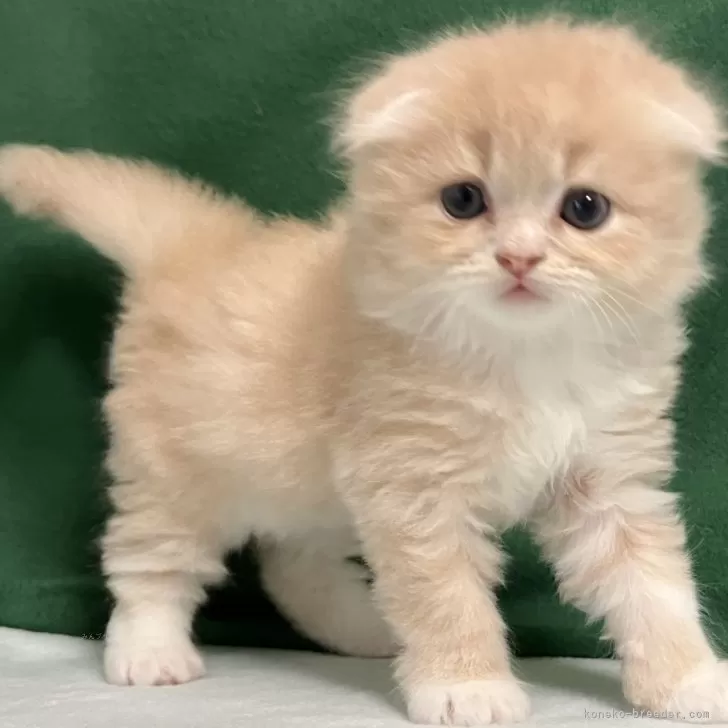ID:2405-00244の子猫