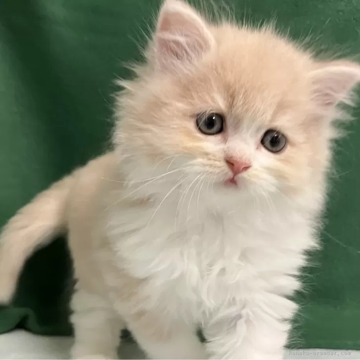 ID:2405-00328の子猫