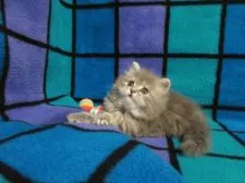 スコティッシュフォールド(立ち耳)【三重県・女の子・2022年3月20日・ブルータビー&ホワイト】の写真2