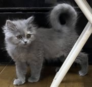 スコティッシュフォールド【・女の子・2024年11月12日・ブルークリーム】