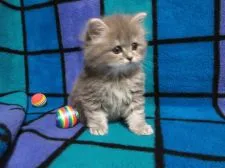 スコティッシュフォールド(立ち耳)【三重県・女の子・2022年3月20日・ブルータビー&ホワイト】の写真3