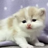 スコティッシュフォールド(立ち耳)【三重県・男の子・2025年3月25日・クリーム&ホワイト】の写真13