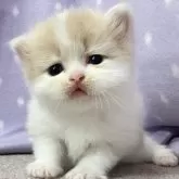 スコティッシュフォールド(立ち耳)【三重県・男の子・2025年3月25日・クリーム&ホワイト】の写真14