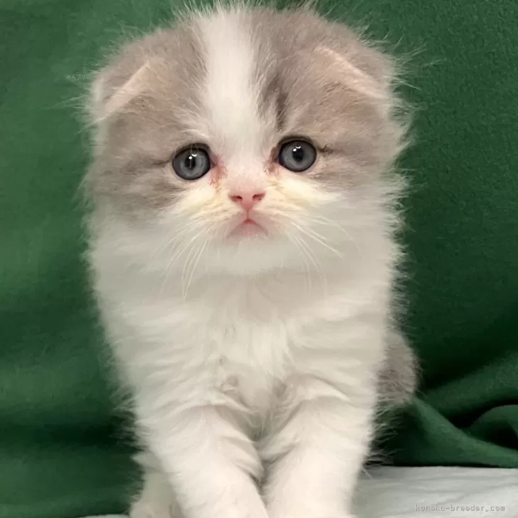 ID:2412-00049の子猫