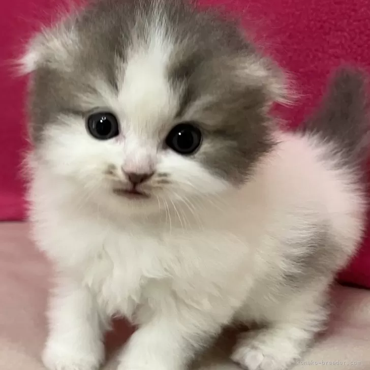 ID:2412-01315の子猫