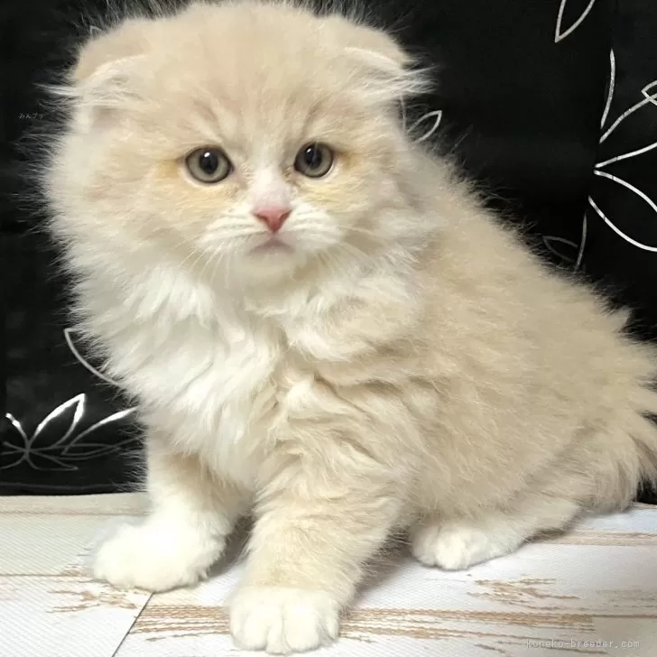 ID:2508-00482の子猫